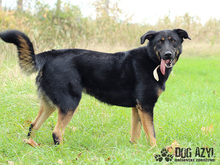 PERI, Hund, Mischlingshund in Slowakische Republik - Bild 30