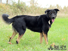 PERI, Hund, Mischlingshund in Slowakische Republik - Bild 31