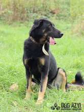 PERI, Hund, Mischlingshund in Slowakische Republik - Bild 34