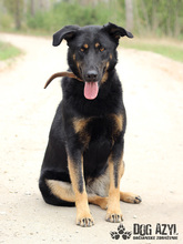 PERI, Hund, Mischlingshund in Slowakische Republik - Bild 35