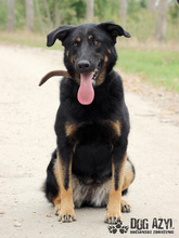 PERI, Hund, Mischlingshund in Slowakische Republik - Bild 36