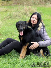PERI, Hund, Mischlingshund in Slowakische Republik - Bild 38