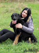 PERI, Hund, Mischlingshund in Slowakische Republik - Bild 39