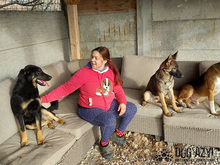 PERI, Hund, Mischlingshund in Slowakische Republik - Bild 41