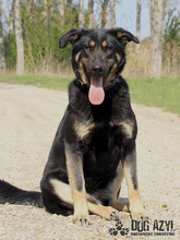 PERI, Hund, Mischlingshund in Slowakische Republik - Bild 6