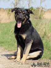 PERI, Hund, Mischlingshund in Slowakische Republik - Bild 7
