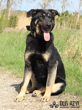 PERI, Hund, Mischlingshund in Slowakische Republik - Bild 8