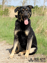 PERI, Hund, Mischlingshund in Slowakische Republik - Bild 9