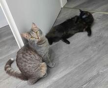 MILVA, Katze, Europäisch Kurzhaar in Düsseldorf - Bild 10