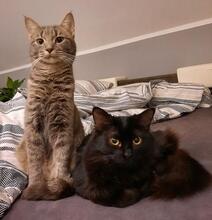 MILVA, Katze, Europäisch Kurzhaar in Düsseldorf - Bild 12
