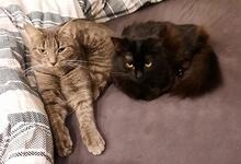 MILVA, Katze, Europäisch Kurzhaar in Düsseldorf - Bild 13