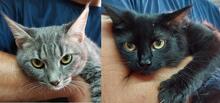 MILVA, Katze, Europäisch Kurzhaar in Düsseldorf - Bild 14