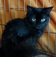 MILVA, Katze, Europäisch Kurzhaar in Düsseldorf - Bild 16
