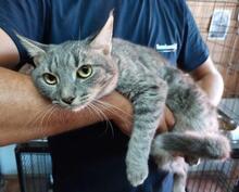 MILVA, Katze, Europäisch Kurzhaar in Düsseldorf - Bild 19