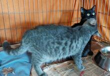 MILVA, Katze, Europäisch Kurzhaar in Düsseldorf - Bild 20
