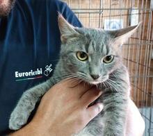 MILVA, Katze, Europäisch Kurzhaar in Düsseldorf - Bild 22