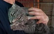 MILVA, Katze, Europäisch Kurzhaar in Düsseldorf - Bild 23