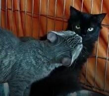MILVA, Katze, Europäisch Kurzhaar in Düsseldorf - Bild 24
