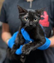 MILVA, Katze, Europäisch Kurzhaar in Düsseldorf - Bild 27