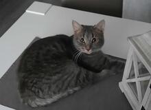 MILVA, Katze, Europäisch Kurzhaar in Düsseldorf - Bild 3