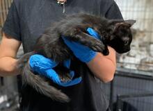 MILVA, Katze, Europäisch Kurzhaar in Düsseldorf - Bild 30