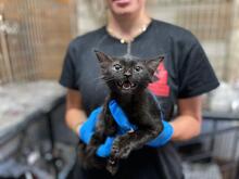 MILVA, Katze, Europäisch Kurzhaar in Düsseldorf - Bild 31