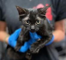 MILVA, Katze, Europäisch Kurzhaar in Düsseldorf - Bild 32