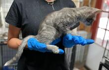 MILVA, Katze, Europäisch Kurzhaar in Düsseldorf - Bild 34