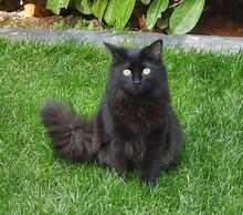 MILVA, Katze, Europäisch Kurzhaar in Düsseldorf - Bild 4