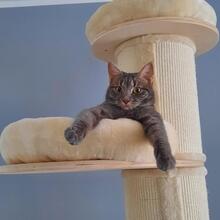 MILVA, Katze, Europäisch Kurzhaar in Düsseldorf - Bild 7