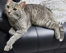 MILVA, Katze, Europäisch Kurzhaar in Düsseldorf - Bild 8