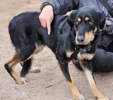 MAKO, Hund, Mischlingshund in Italien - Bild 20
