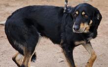 MAKO, Hund, Mischlingshund in Italien - Bild 23