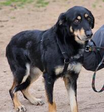 MAKO, Hund, Mischlingshund in Italien - Bild 25