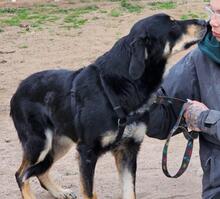 MAKO, Hund, Mischlingshund in Italien - Bild 26
