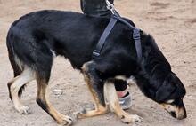 MAKO, Hund, Mischlingshund in Italien - Bild 27