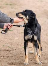 MAKO, Hund, Mischlingshund in Italien - Bild 28