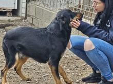 MAKO, Hund, Mischlingshund in Italien - Bild 30