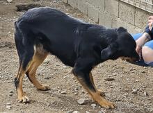 MAKO, Hund, Mischlingshund in Italien - Bild 31