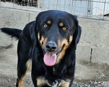 MALIK, Hund, Mischlingshund in Italien - Bild 1