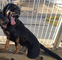 MALIK, Hund, Mischlingshund in Italien - Bild 10