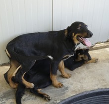 MALIK, Hund, Mischlingshund in Italien - Bild 13