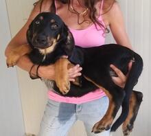 MALIK, Hund, Mischlingshund in Italien - Bild 16