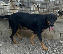 MALIK, Hund, Mischlingshund in Italien - Bild 3