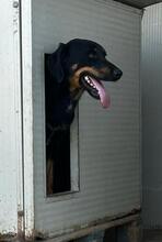 MALIK, Hund, Mischlingshund in Italien - Bild 4