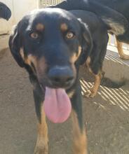 MALIK, Hund, Mischlingshund in Italien - Bild 8