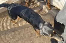 MEL, Hund, Mischlingshund in Italien - Bild 10