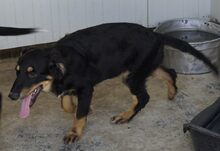 MEL, Hund, Mischlingshund in Italien - Bild 19