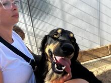 MEL, Hund, Mischlingshund in Italien - Bild 4