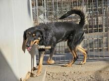 MODHU, Hund, Mischlingshund in Italien - Bild 23